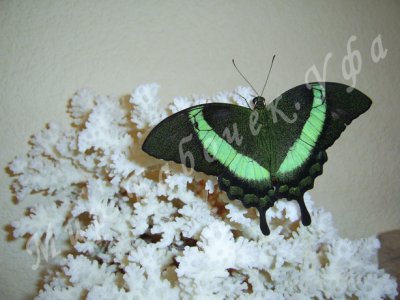 Papilio Palinurus