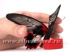  Papilio Rumanzovia